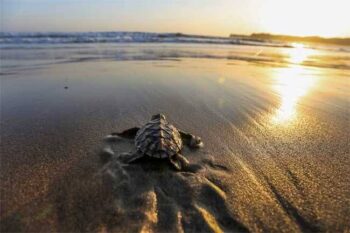 Release Baby Turtle 